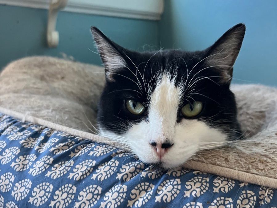 Volunteer transporting a cat in a carrier
